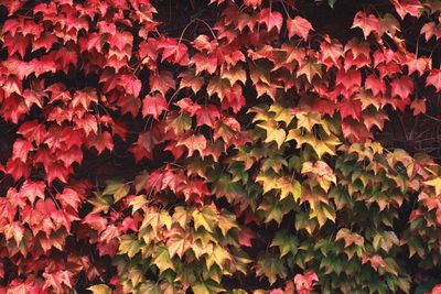 Close-up of leaves growing on ivy at wall