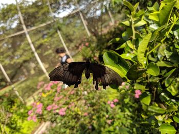 Butterfly on flower