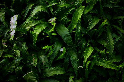 Full frame shot of fresh green fern plants