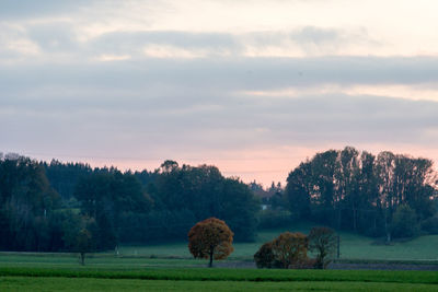 View of trees on field against sky