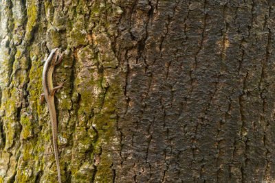 Close-up of tree trunk