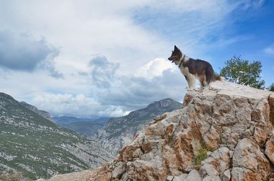 View of a dog on rock against sky