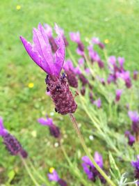 Close-up of butterfly on purple flower