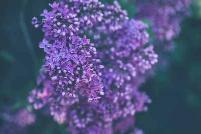 Close-up of purple flowering plant