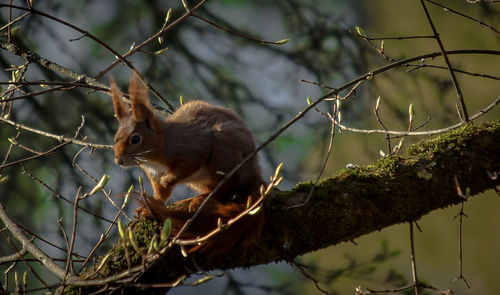 Squirrel on tree branch