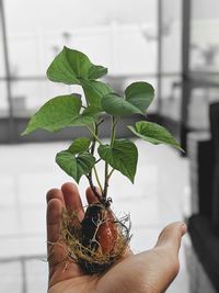 Close-up of person holding plant