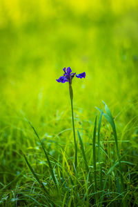 Close-up of purple flowering plant on field