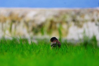 Bird on grassy field