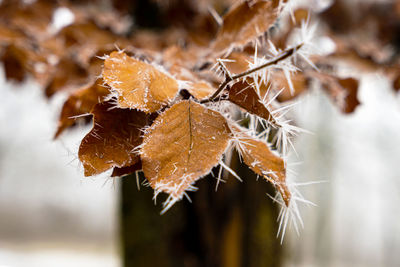 Close-up of frozen plant during winter