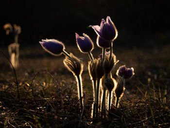 Close-up of flowering plant on field