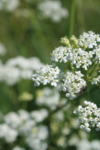 Close-up of white flowering plant