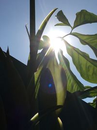 Close-up of sun shining through tree