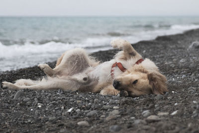 View of a dog on beach