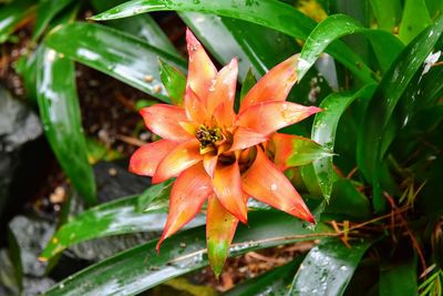 Close-up of wet orange flower