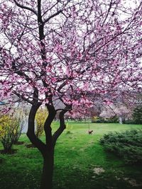 Pink flowers in park