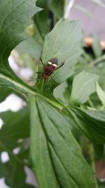 Close-up of insect on leaf