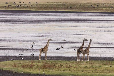 View of birds on beach