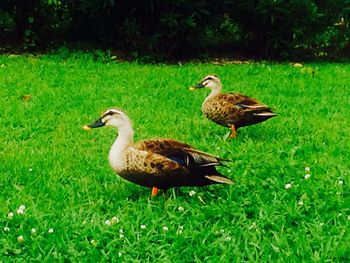 Bird on grassy field