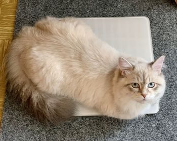 High angle view of cat resting on rug