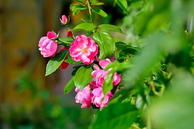 Close-up of pink flowers