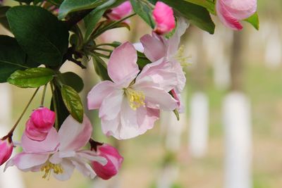 Close-up of pink flowers