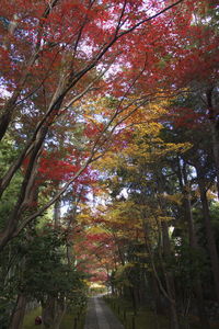 Trees in forest during autumn