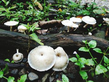 Close-up of mushrooms growing on field