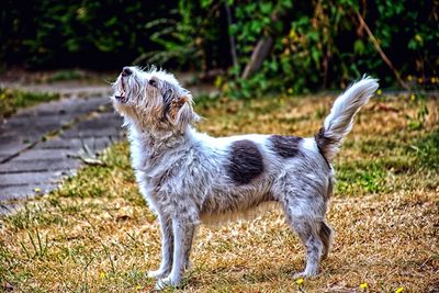 Side view of a dog looking away