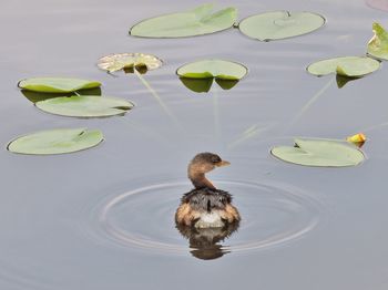 High angle view of ducks swimming in lake