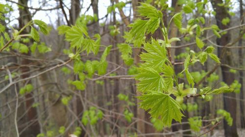 Close-up of fresh green plants in forest