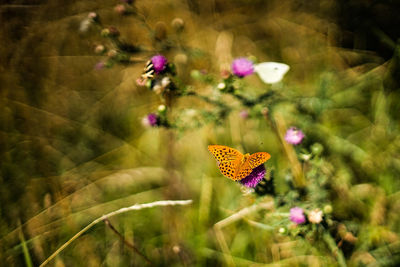 Close-up of butterfly on flower