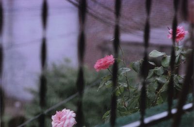 Close-up of pink flowers