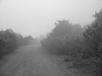 Trees in foggy weather