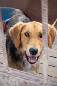 Close-up of dog