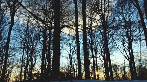 Low angle view of trees in forest