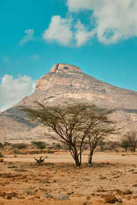 Scenic view of desert against sky
