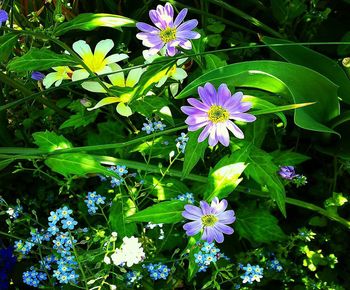 High angle view of purple flowering plants