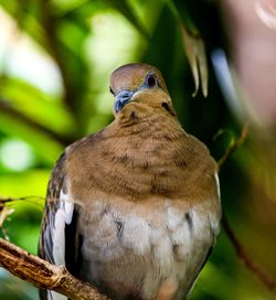 Close-up of bird perching on branch