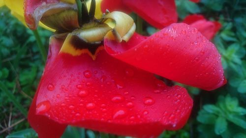 Close-up of wet red flower