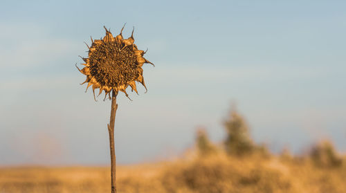 Close-up of wilted flower on field against sky