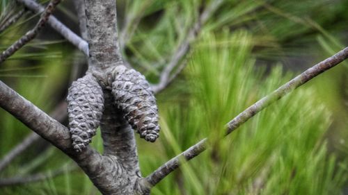 Close-up of tree branch in forest