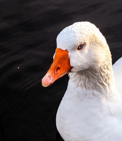 Close-up of duck