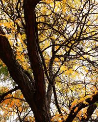 Low angle view of yellow tree against sky