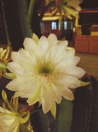 Close-up of flower blooming indoors