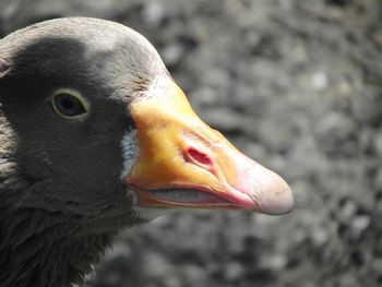 Close-up of a bird