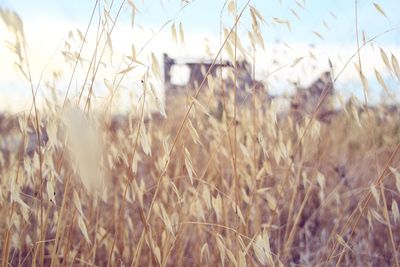 Close-up of wheat field