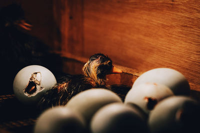 Newly hatched duck