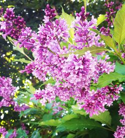 Close-up of purple flowers blooming outdoors