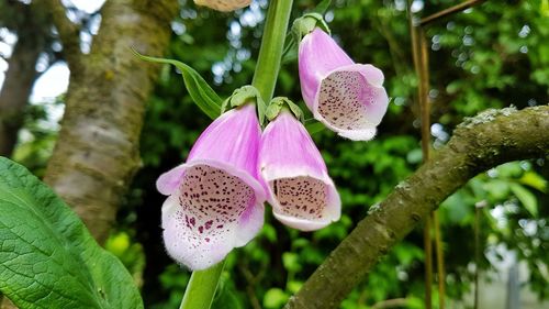 Close-up of pink flowers blooming outdoors