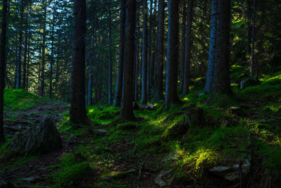 Trees in forest